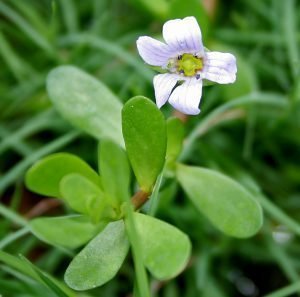 Bacopa monnieri photos