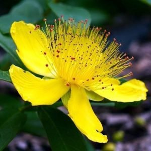 st johns wort