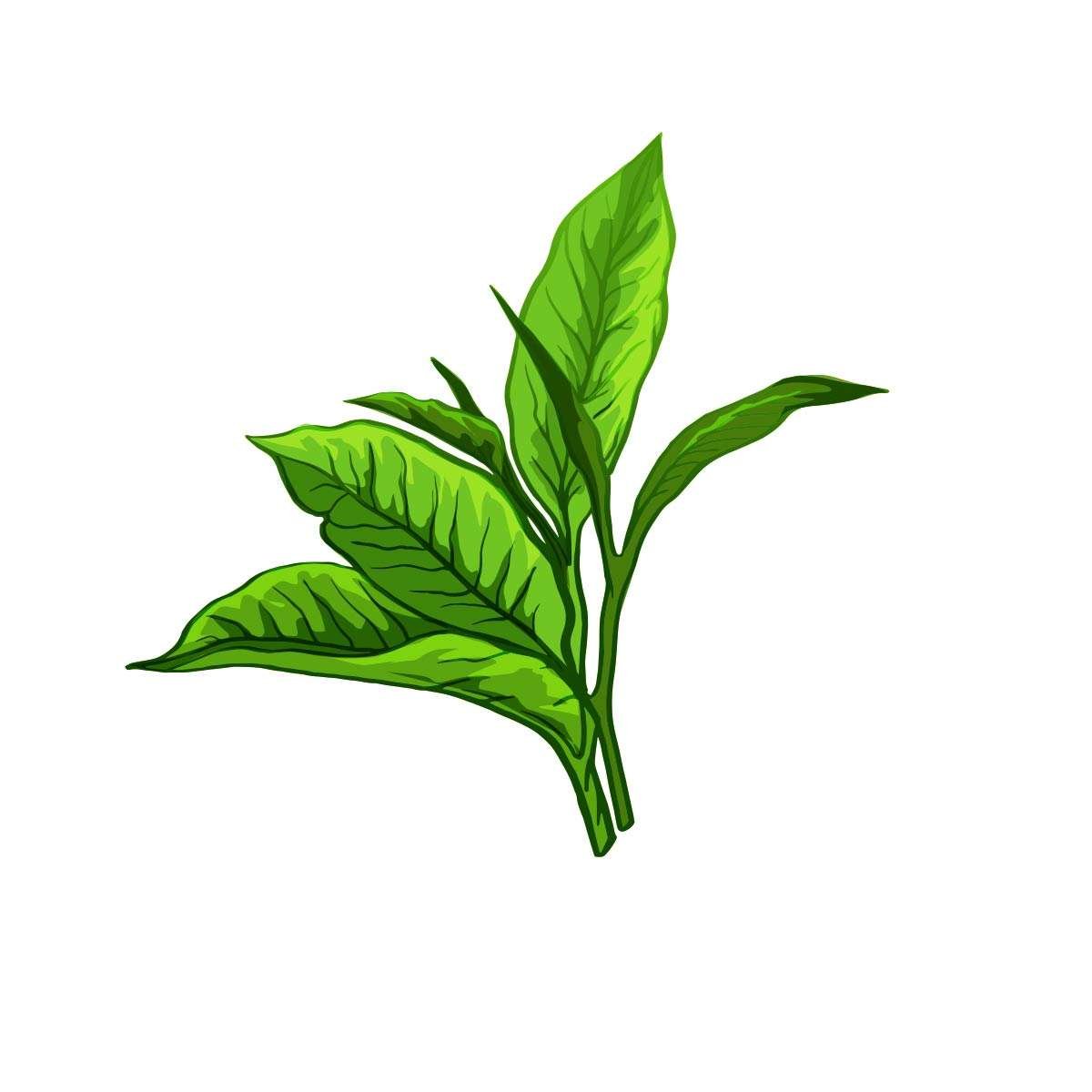 Green tea vector