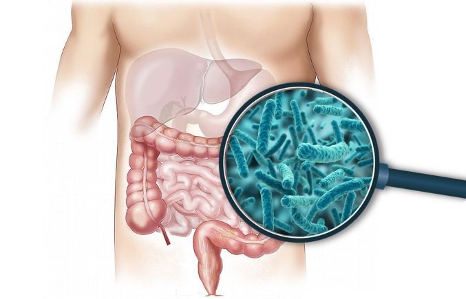 Photo of the Human Gut in Nucific Bio X4 Review